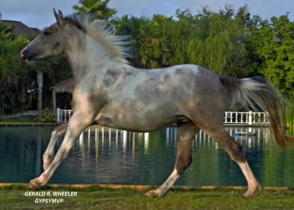 Savannah | Gypsy-Arab Filly Horse | Shadow Paint (Grey and White)